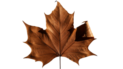 A single brown maple leaf isolated on transparent background, viewed from directly above, showcasing its intricate details and autumnal color.