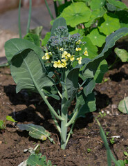 Flowering broccoli plant that failed to form a head