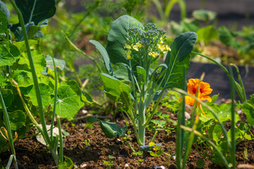 Flowering broccoli in a home garden showing a cultivation mistake, as the broccoli did not form a head. Bolting brassica with yellow blooms in natural daylight