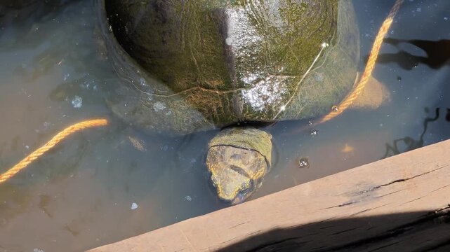 Turtle's head poking out of murky water