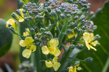 Flowering broccoli in a home garden showing a cultivation mistake, as the broccoli did not form a head. Bolting brassica with yellow blooms in natural daylight