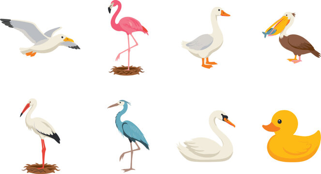 Bird species collection isolated on white background