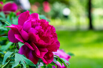 The peony is red on a blurred background with highlights and side effects. close-up. natural light.