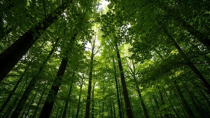 Fototapeta premium Lush Forest Canopy with Sunlight Filtering Through Trees
