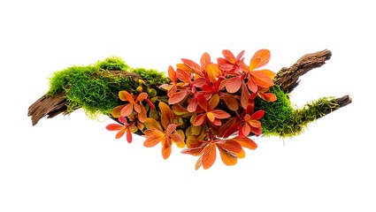 Vibrant orange and red leaves on mossy branch