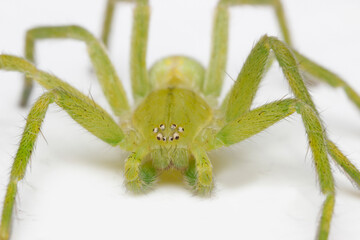 green, hairy spider Micrommata. close-up. spider on a white background. extreme close-up. insect mouthpart. screensaver. cute green spider.