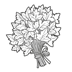 Large bunch of fresh parsley tied with a ribbon linear drawing on white background