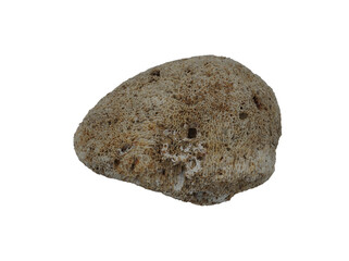 sea shell isolated on white background