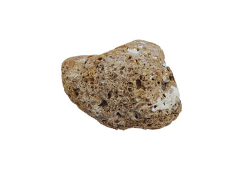 sea shell isolated on white background