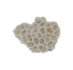 sea shell isolated on white background