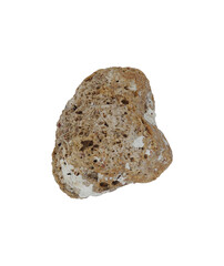 sea shell isolated on white background