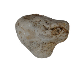 sea shell isolated on white background