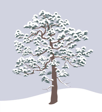 Nature Scene with Snow Covered Pine Tree