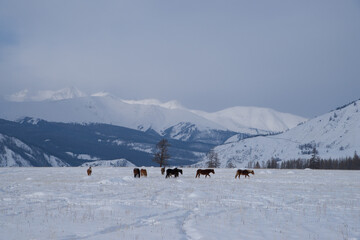 Horses graze in the mountains in winter