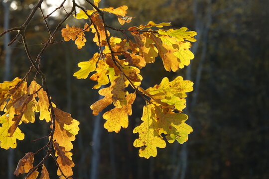 Bl&auml;tter einer im Herbst bei gegenlicht