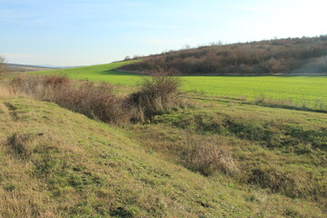 A grassy field with trees