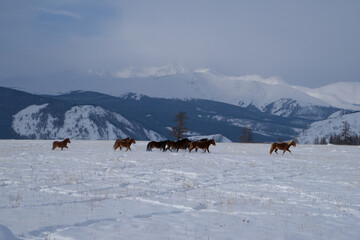 Horses graze in the mountains in winter