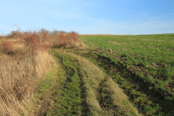Obraz premium A dirt path through a field