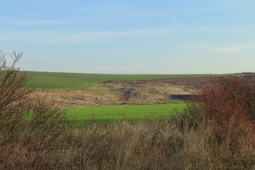 A field with grass and trees