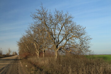 A road with trees on either side