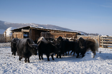 Yaks graze on a farm in the mountains during winter.