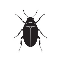 black beetle isolated on white