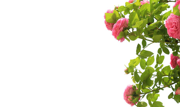 Pink rose flowers with green leaves in a corner arrangement isolated on transparent background