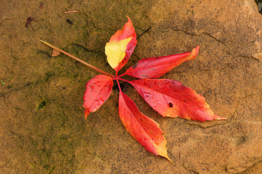 Blatt des Wilden weins