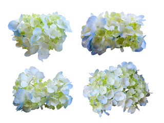 set of hydrangea flowers isolated on white