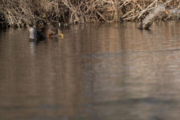American Black Duck dipping their beak into the water