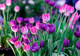 Obraz premium Beautiful tulip flowers showing in the park in Bangkok city, Thailand.