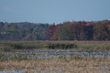 Large flock of ducks taking off from the wetlands of Montezuma National Wildlife Refuge 