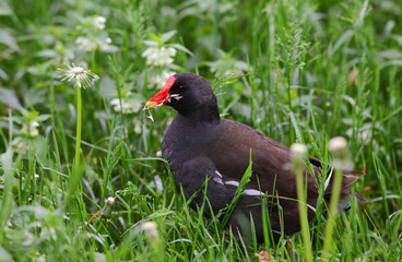 Moorhen is feeding on dandelion seeds on the meadow.