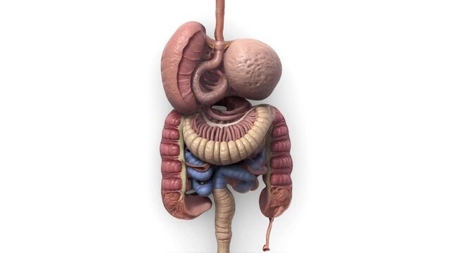 digestive system on white background