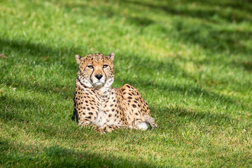 Young adult cheetah, Acinonyx jubatus, rests in the shade while keeping a watchful eye on the surroundings. The cheetah is the fastest land mammal on the planet, but will conserve energy for the kill.