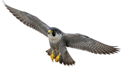 Flying peregrine falcon in mid-air isolated on transparent background, illustration