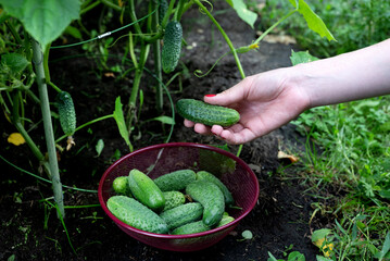 Harvesting fresh cucumbers from a home garden during late summer in a backyard setting