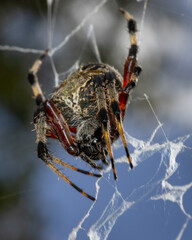 Spotted orb weaver spider seen from an upward angle