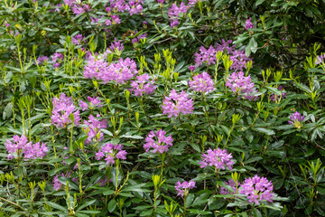 Obraz premium Purple Rhododendron Rhododendron catawbiense Flowers in a Lush Green Garden Shrub Bed