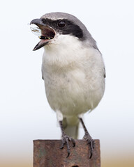 Insect eating bird swallowing the last bit of a dragonfly