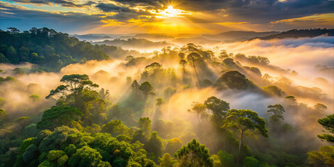 Sunrise over misty forest with sunlight filtering through trees in a natural landscape