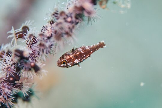 Weedy Cardinalfish in the Lembeh Strait, Sulawesi, Indonesia
