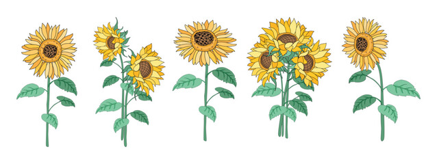 Sunflower Illustration Set with Varied Bloom and Leaf Arrangements