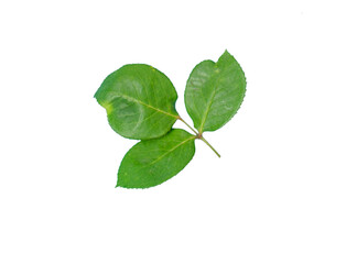 Green rose leaves isolated on transparent background