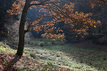 Buche im Stephanstal bei Hauenstein