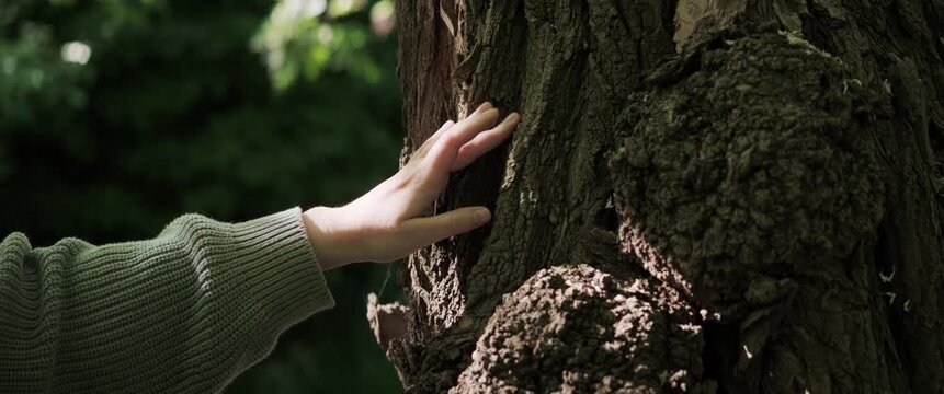 Close-up of female hand softly touching tree bark in forest during summer. Handheld anamorphic footage with warm backlight, cinematic bokeh and organic movement, symbolizing mindfulness, balance