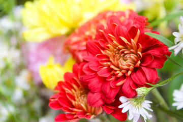 close up of red chrysanthemum flowers in the garden. flower background.
