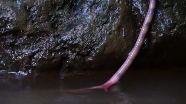 Close up of an earthworm on a stone and pool of water.