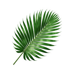tropical palm leaf 