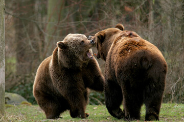  Europäische Braunbär oder Eurasische Braunbär (Ursus arctos arctos) zwei Bären streiten sich
